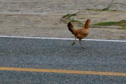 Chicken has to cross the road to get to the church. Done with his prayers he was on his way home.